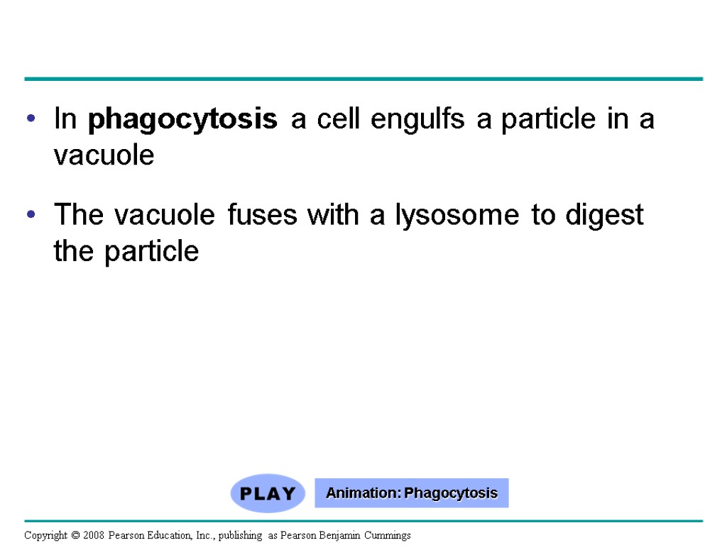 In phagocytosis a cell engulfs a particle in a vacuole The vacuole fuses with